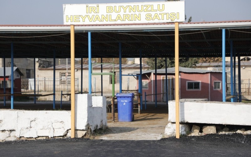 Heyvan bazarlarında rekonstruksiya işləri nə yerdədir? - VİDEO