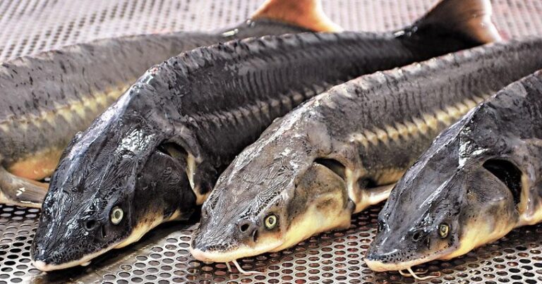 Nərə balığının ovuna qoyulan qadağa uzadıldı