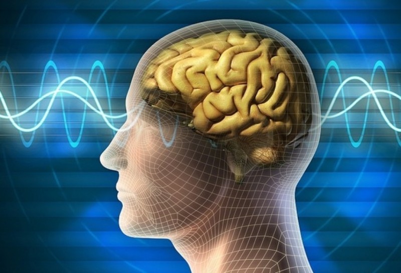 İnsan beyni beş inkişaf mərhələsindən keçir - ARAŞDIRMA