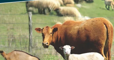 Gürcüstandan heyvan idxalı: məhdudiyyət aradan qaldırıldı