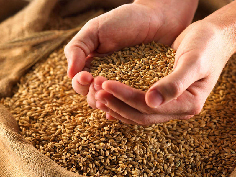 Azərbaycandan İraqa arpa satışı 75 dəfə artıb