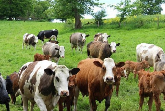 Azərbaycan Gürcüstan heyvanlarının tranzitinə məhdudiyyəti götürüb