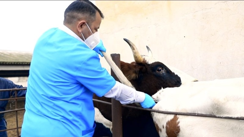 Dabaq xəstəliyinə qarşı əlavə peyvənd vasitələri alınıb