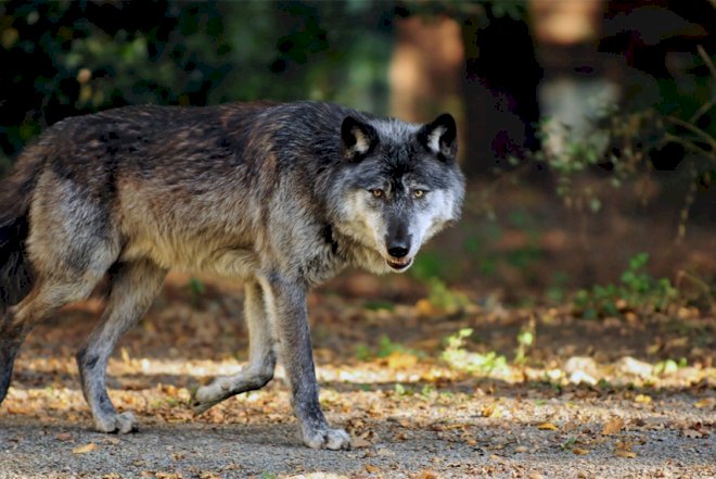 Ucarda canavarlar kəndə hücum etdi