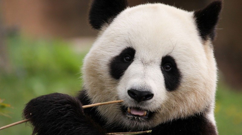 Yaponiya zooparkları 50 ildən sonra pandasız qalacaq - PROQNOZ