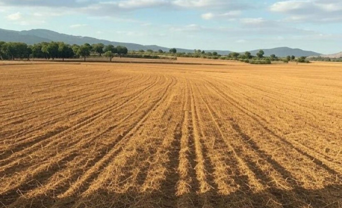 31 torpaq sahəsi hərraca çıxarılacaq