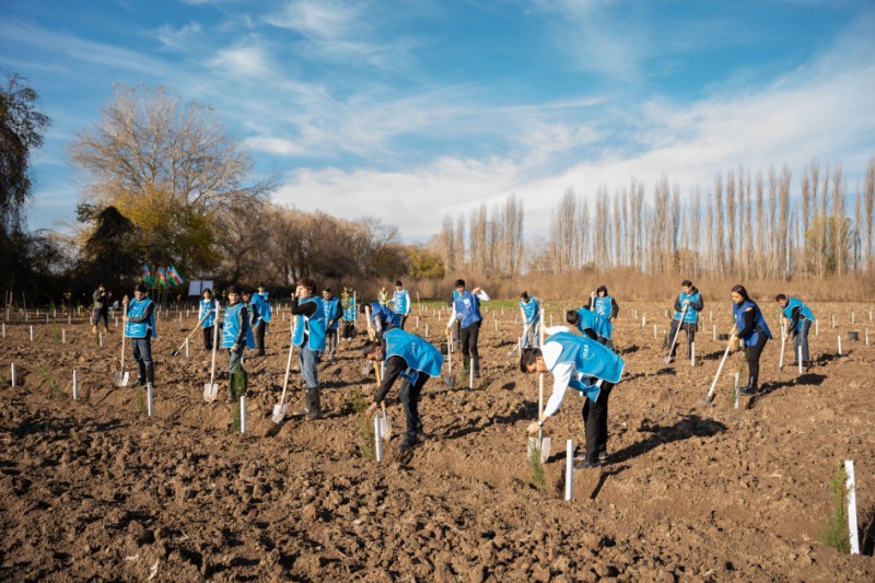 IDEA kütləvi ağacəkmə aksiyaları təşkil etdi - FOTOLAR