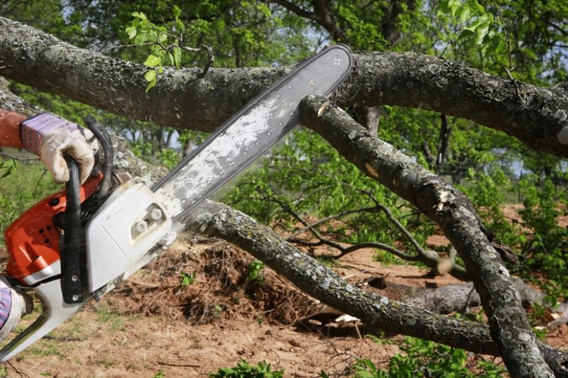 Dörd rayonda təbiətə 300 min manata yaxın ziyan vurulub