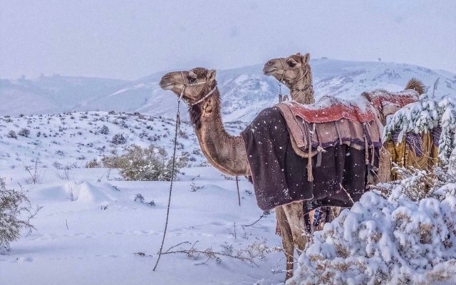 Səudiyyə Ərəbistanında son 30 ildə görünməyən mənzərə - FOTOLAR