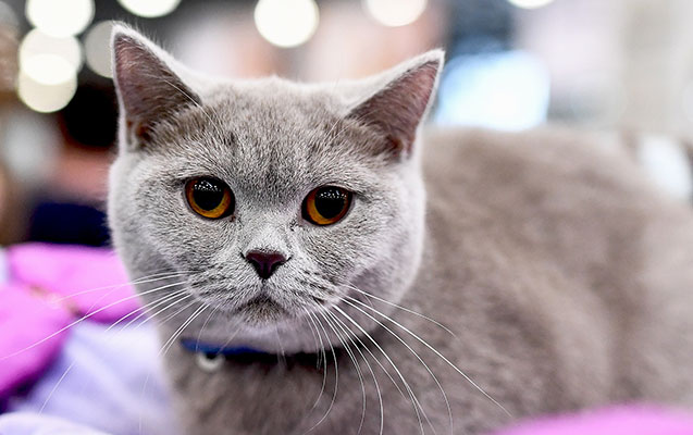 Pişiyinin müalicəsinə görə iflas etdi