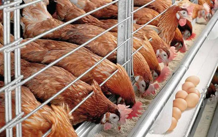 DİQQƏT: Bu toyuqları almayın - AÇIQLAMA