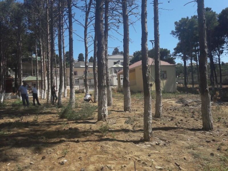 Sumqayıt bulvarında ağaclar qanunsuz kəsilib? - VİDEO