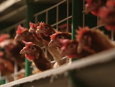 Hollandiyada quş qripinə görə 100 min toyuq məhv edilib