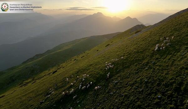 Təbiət qoruqlarının sahəsi kəskin azaldı