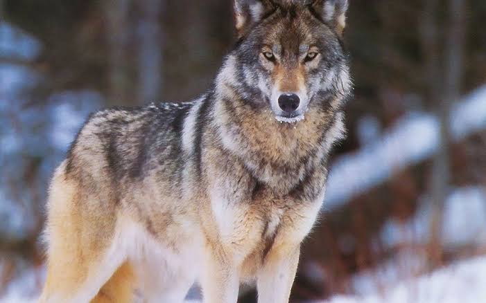 Yaponiyada canavar zooparkdan qaçıb, ziyarətçilər təxliyə olunub