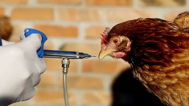 Quş qripi xəstəliyinə qarşı növbəti epizootoloji monitorinq baş tutacaq