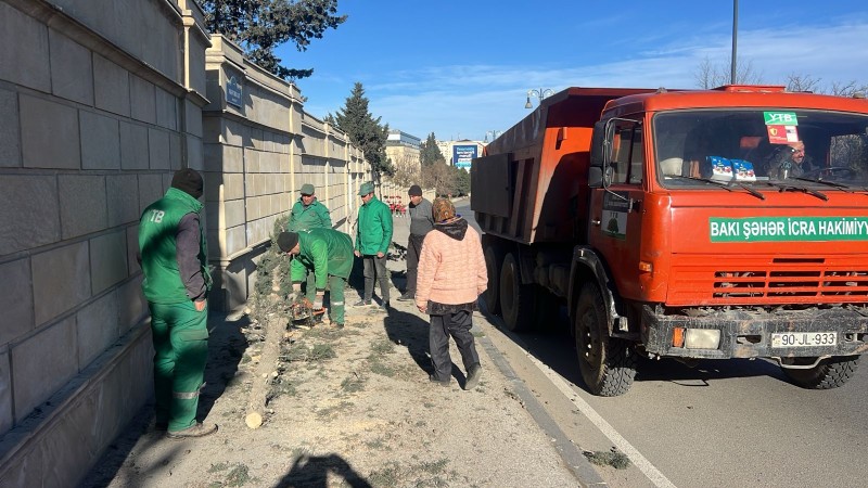 Güclü küləyin fəsadları: Bakıda 8 ağac sınıb - FOTO