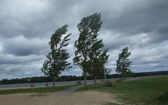 Bakıda güclü külək ağacı elektrik xəttinin üzərinə aşırdı - FOTO