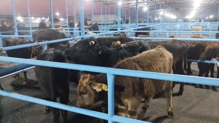 Şamaxı və Göyçay heyvan satışı bazarları açıldı