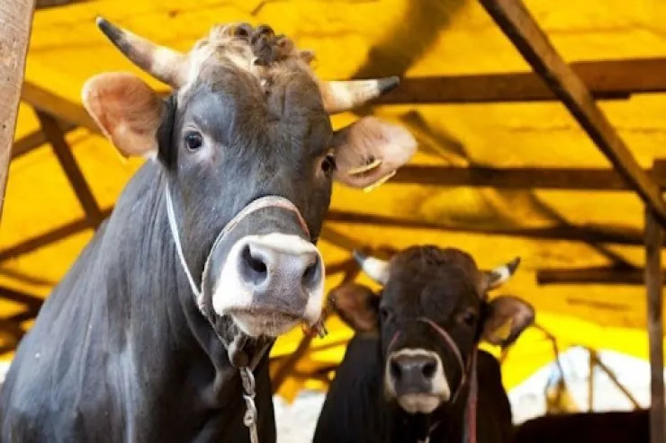 Nazirliyin 5 milyon ödədiyi minlərlə mal-qara yoxa çıxıb