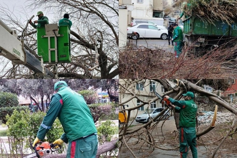 Güclü küləyin fəsadları - Bakıda 6 ağac aşdı