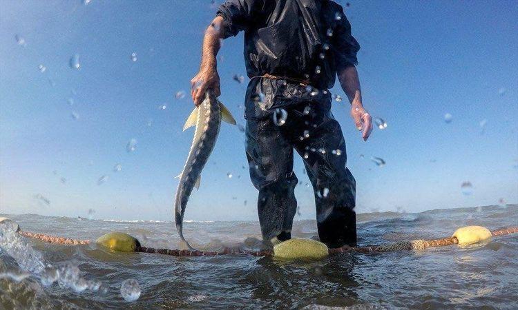 Balıq ovu üçün kvota tətbiq olundu