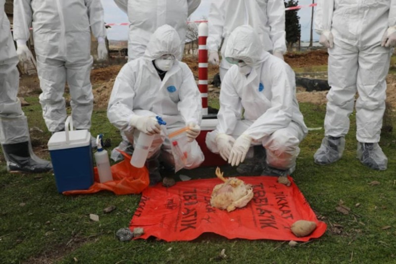 Azərbaycanda quş qripinə qarşı monitorinqlər keçiriləcək