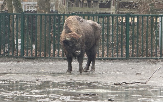 Almaniyadan Azərbaycana 18 zubr yola salındı - FOTOLAR