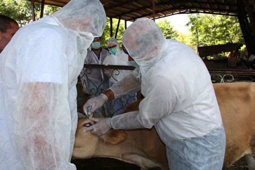 Brusellyoz xəstəliyinə görə seroloji monitorinqlər keçiriləcək