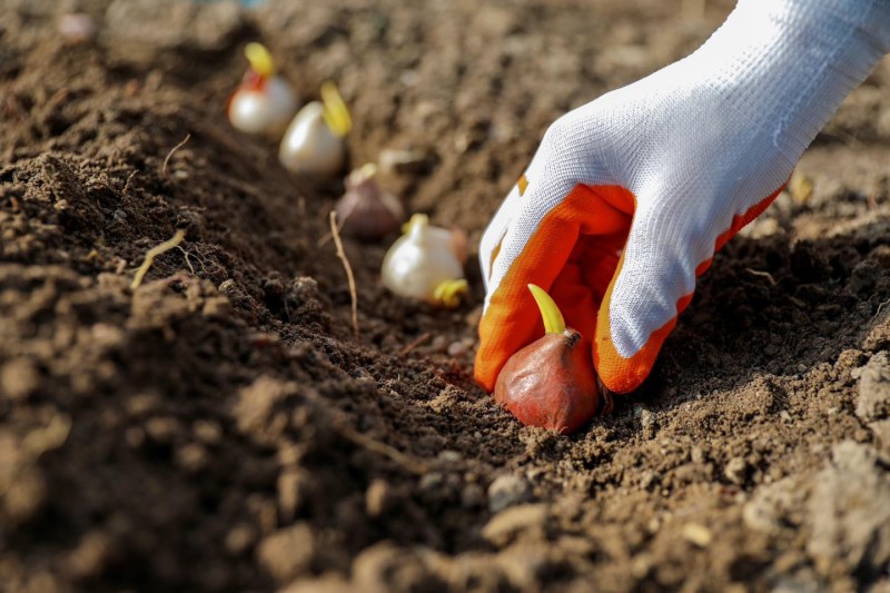 Bulvarda 80 mindən çox dağlaləsi əkiləcək - FOTO