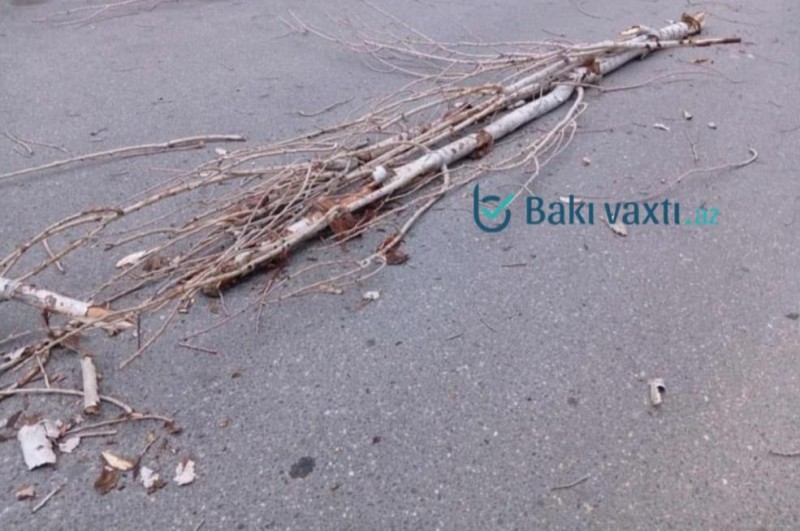 Külək Bakıda ağacları qırdı - FOTOLAR