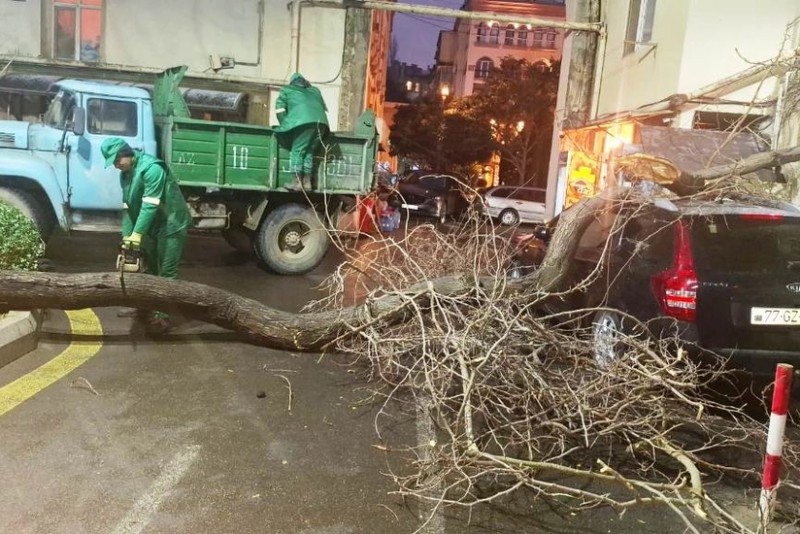 Güclü külək Bakıda 78 ağacı sındırdı - FOTOLAR