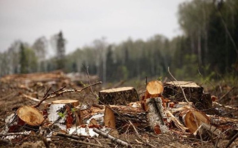 Bakıda ağacları kəsdilər - Təbiətə 25 min manat ziyan vuruldu