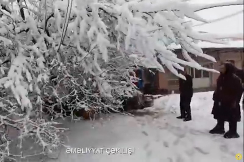 Cəlilabadda güclü qar ağacı aşırdı - VİDEO