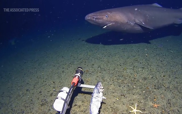 Dünya bu görüntüdən danışır - VİDEO