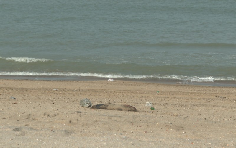 Xəzər dənizində suiti cəsədləri aşkarlanıb - VİDEO