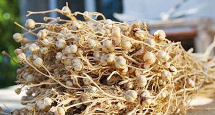 Səhiyyə Nazirliyi üzərliklə bağlı əhaliyə müraciət etdi