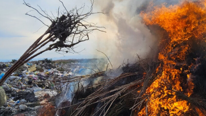 Ölkəmizə gətirilən tinglərdə virus aşkarlandı