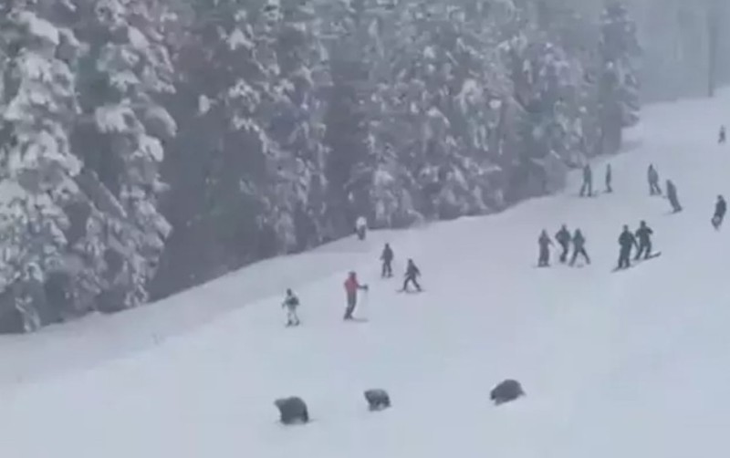 Xizək yolunda 3 ayı peyda oldu - QORXU DOLU ANLAR - VİDEO