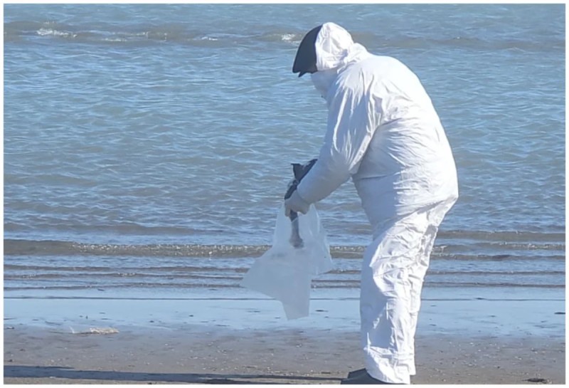 Sahildə tapılan quş cəsədlərində heyvan xəstəliyi aşkarlanmayıb - RƏSMİ