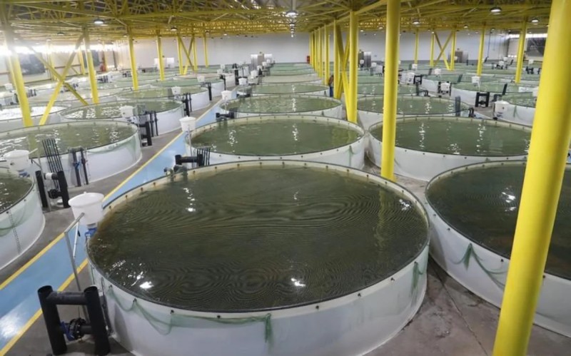 Qanunsuz balıq ovlayanlar cərimələndi