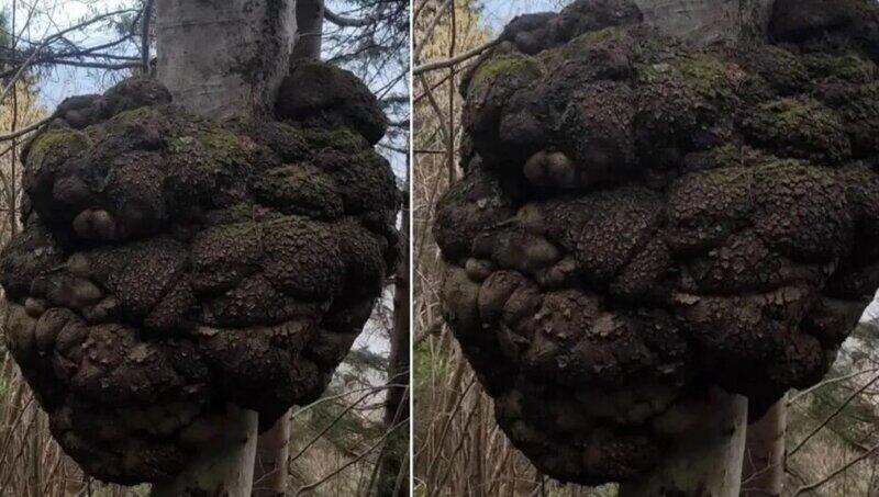 Ovçu meşədə gəzərkən tapdı: Dəyəri qızıl ilə müqayisə olunur