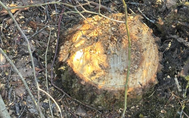 Oğuzda 40 ağacın kəsilməsinə görə polis cinayət işi başladı - FOTO