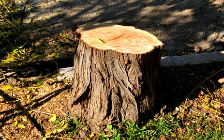 Bulvarda 17 ağac kəsildi, qurum hərəkətə keçdi