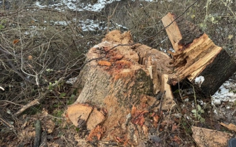 Bakı və Sumqayıtda yaşıllıqlara 73 min manatdan çox zərər vurulub