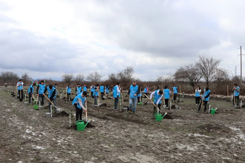 IDEA Şəki və Qəbələdə kütləvi ağacəkmə aksiyası təşkil edib - FOTOLAR