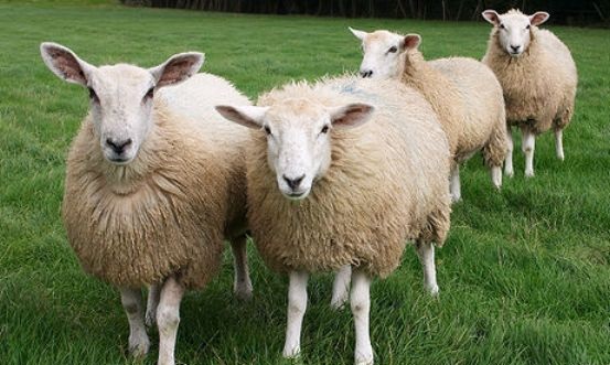 Azərbaycan bu xəstəlikdən azad ölkə statusu aldı