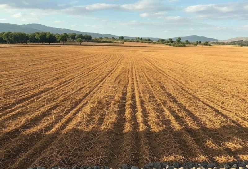 Bu torpalqarın rekultivasiyasına dair tələb müəyyənləşir