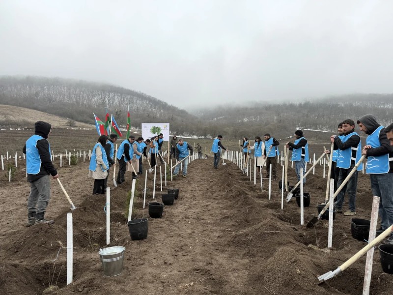 IDEA iki rayonda kütləvi ağacəkmə aksiyası təşkil etdi - FOTOLAR