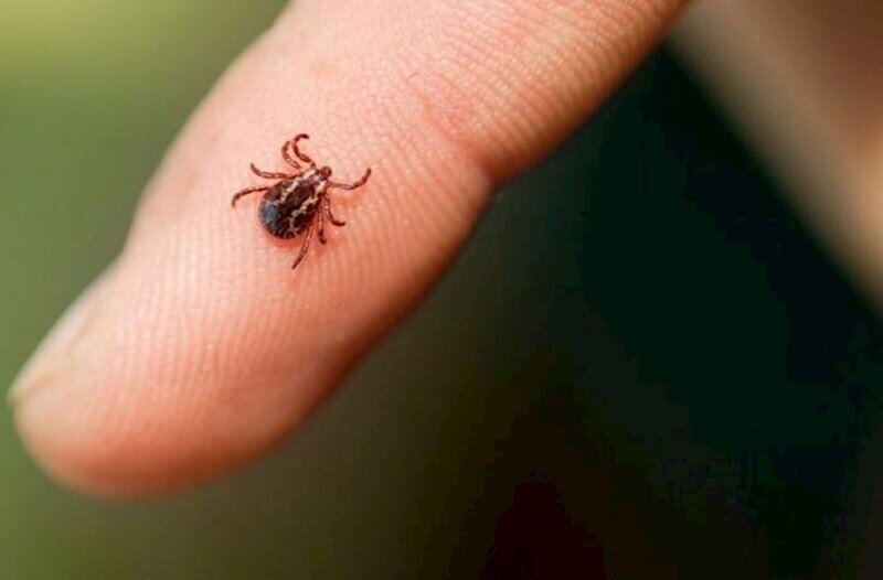 Gənələrdən ölümcül virüs yayılır